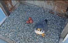 Peregrine falcon in nest box with three eggs